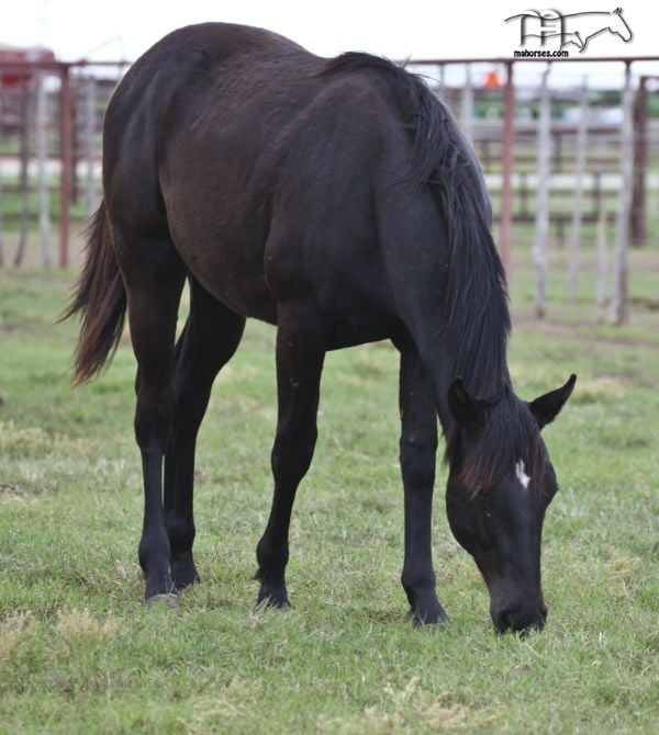 Blue Breeze's 2018 Colt